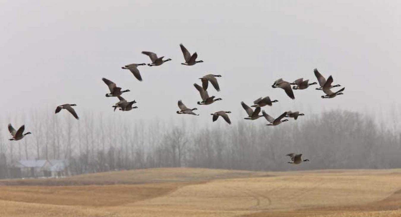 Canada Geese